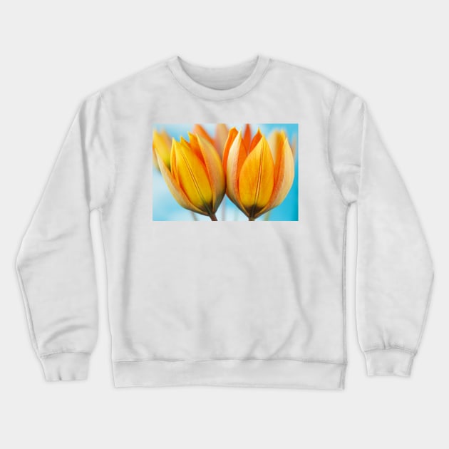 Tulipa orphanidea Whittallii Group AGM Tulip Miscellaneous tulip group Crewneck Sweatshirt by chrisburrows